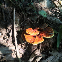 Pruning Wild Ganoderma lucidum Shennongjia Natural Wild Ganoderma Linzhi Shennong Yang Ji 500g