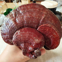 Changbai Mountain wild Ganoderma lucidum 500g bubble tea non-Tongrentang cut Ganoderma slice whole branch red Ganoderma lucidum purple