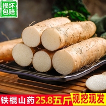 Freshly dug iron stick yam fresh 5 kg small mouth Huai Shan about vegetable soil Ginger potato Purple yam medicine hemp flakes powder