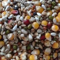 Xiaolong pigeon industry direct sales without pea match F1 pigeon grain corn nutrition bird food 50kg Jiangsu Zhejiang Shanghai and Anhui