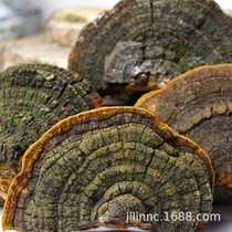 Natural wild Phellinus japonicus spp. Spp. Fungus Changbai Mountain wild fungus