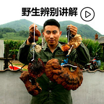 Pine and fir Ganoderma Lucidum Wild pruning Natural Changbai Mountain Premium red Ganoderma Lucidum White meat Nyingchi slices Powdered sparkling wine