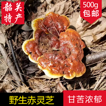 (Wild Ganoderma lucidum 500g) Shaoguan specialty pure natural small red Linzhi pruning authentic deep mountain bitter Ganoderma lucidum