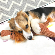 Pet dog dog toy Teddy resistant to bite the puppy sleeping with the sound plush than bear Keji small dog estrus supplies