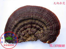 Pure wild Ganoderma lucidum (unhandled Ganoderma lucidum tribute) Wild promise Wuzhishan origin delivery