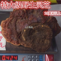 Shennongjia deep mountain self-picking wild Ganoderma lucidum spore powder Linzhi wild 18CM above