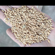 Shell pigeon grain rice Rice Rice Rice Rice feeding chicken pigeon grain 50kg