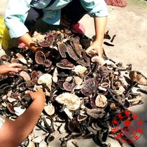 Guangxi Dayao Mountain Wild Purple Ganoderma lucidum black Ganoderma lucidum jujujub Danyinzhi 7~16cm can be sliced and powder