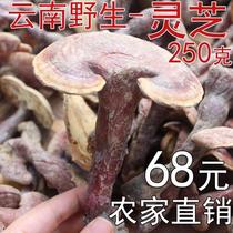 Yunnan specialties 2020 rainforest wild Ganoderma lucidum pruning 5-9CM Ganoderma Linzhi 250g