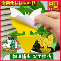Potted deworms flowers household plants flower pots small black flying insects paper and fruit flies