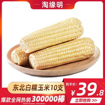淘缘明 东北白甜糯玉米棒10支3000g非转基因黏玉米新鲜即食玉米粒
