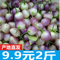 五彩椒新鲜生辣椒小灯笼椒剁椒广西特产农产品现摘腌制七彩椒泡椒