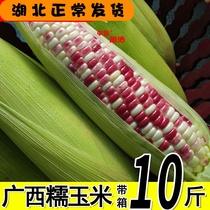 新鲜花玉米现摘现发糯玉米香甜美味 黏软香甜 10斤整箱湖北可发货