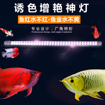 Qianyu lantern aronfish special lamp brightening color golden dragon red dragon fish lamp parrot diving waterproof led fish tank lamp