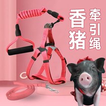 Little fragrant pig leash rope walking pet pig special rope slipping rope Thai mini fragrant pig supplies