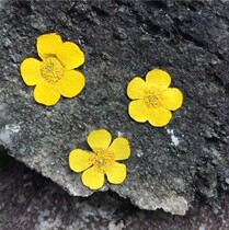 Ranunculus flower embossing material plant specimen dripping dried flower mobile phone shell diy handmade flower material