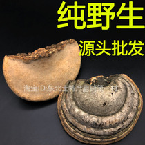 (Source Baozheng) Pure Changbai Mountain Wild Wood hoof layer hole bacteria horseshoe wild Ganoderma lucidum dry 250g