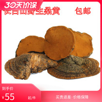 Northeast Wild Samhuang Powder Whole Branches of Lucid Glossy and Mulberry Yellow Tea Health Nourishing Health Products for Changbai Mountain One catty