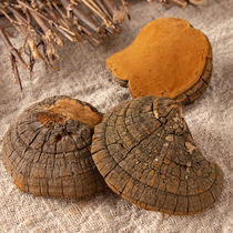 Wild Phellinus Ganoderma lucidum Wild Ganoderma lucidum Tibetan Mulberry yellow split hoof 250 grams