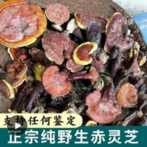 Shennongjia Ganoderma lucidum pure wild red red red red spirit pruning whole branch Linzhi deep mountain self-picking Ganoderma can slice powder 500g