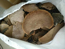 Cangshan Ganoderma lucidum Yunnan pure wild honeycomb Ganoderma lucidum 500g hairy honeycomb pore