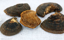 Chinese herbal medicine Phellinus new pure wild wild Sophora spp 18 yuan 500g 18 yuan