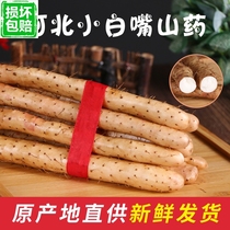 2019 is now digging Hebei Xiaobaizui Baishan medicine iron stick yam Huishan medicine fresh iron Asan medicine 5 kg pack