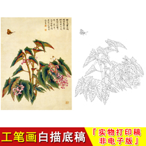 Meticulous painting drawing drawing Chinese painting Bird Silver Star Begonia Yu Zhizhen copying physical printing JV40