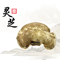 Lansheng Tang Wild Lingzhi Tibet White Lingzhi whole Lucid Lucid and Glossy Lingzhi powder Lingzhi Powder Lingzhi Tea 500 gr RMB130
