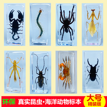 Real small animal insect specimen Resin Beetle crab celestial cow centipede scorpion mantis Locust Spider Ocean
