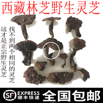 250g Tibetan Linzhi pure wild Ganoderma lucidum red Ganoderma lucidum each has its own characteristics the taste is fragrant and the water is not bitter