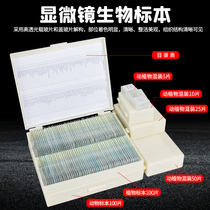 Microscope accessories biological specimens 10 pieces 25 pieces 50 pieces 100 pieces 200 pieces specimen box
