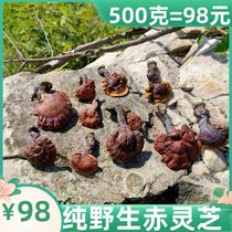 Wild small Ganoderma lucidum pruning Ganoderma lucidum wild Ganoderma lucidum with handle red Ganoderma lucidum 7 days return 1kg 500g