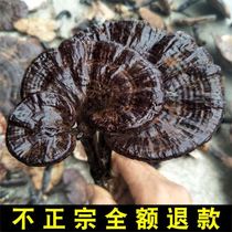 Guizhou wild Ganoderma lucidum dry goods natural super black purple Zhi small Linzhi whole branch wine is not bitter