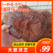 Extra large deep mountains purple Ganoderma lucidum 4-5 a catty Shaoguan semi-wild Ganoderma lucidum authentic natural Linzhi slices