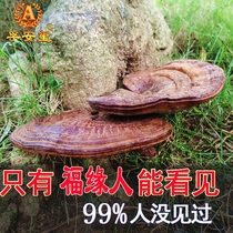 Fu An Xi pure wild short-stalked Ganoderma lucidum natural blood Ganoderma lucidum authentic deep mountain Linzhi pruning Ganoderma lucidum