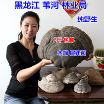 2 Jin Changbai Mountain Wild Wood hoof Ganoderma lucidum 250g horseshoe fungus Northeast Wild Wood hoof layer Pong myrinus