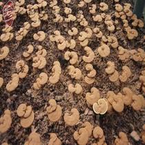 Changbai Mountain specialty Ganoderma lucidum red Ganoderma semi-wild Basswood Ganoderma free powdered slices