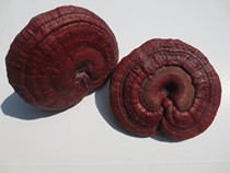 Hubei Shennongjia specialty virgin forest Ganoderma lucidum Ganoderma lucidum