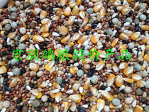 Pigeon grain boutique belt corn feed race pigeon ornamental pigeon grain 50kg Jiangsu Zhejiang and Shanghai