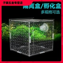 Isolation box fish tank transparent aquarium small fry incubator breeding box production box single and double multi-grid isolation net acrylic