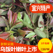 新鲜采摘宜兴乌饭叶子南烛叶野生特产黑饭草头500g做乌米饭粽子