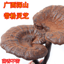 Guangxi semi-wild black Ganoderma lucidum 500g. Guangxi Shiwandashan Ganoderma lucidum grasses containing spore powder g