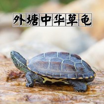 Net red small pet body small turtle outer pond Golden Line grass turtle pet water turtle Brazil tortoise snapping turtle lucky turtle seedling