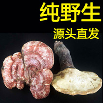 Pure Changbai Mountain Wild Ganoderma lucidum Ganoderma lucidum Danzhi Red Szhi Blood Ganoderma Zhiyangzhi Luyangzhi 250g