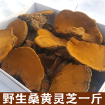 Phellinus Northeast Special 500g Changbai Mountain mulberry tea Mulberry Mulberry yellow Ganoderma lucidum tea box Non-Tibet