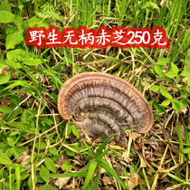 Wild non-sessile Ganoderma lucidum 250g pruning natural super-flat Ganoderma lucidum tree lucidum round hole Ganoderma lucidum can be sliced and powder