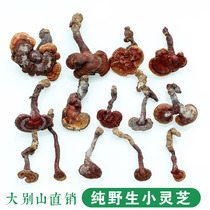 Chinese herbal medicine 250g Linzhi wild Ganoderma lucidum whole pruned fresh dry goods non-grade small Ganoderma lucidum