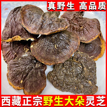 Tibetan wild Ganoderma lucidum Linzhi Ganoderma lucidum dry goods Ganoderma lucidum whole Ganoderma lucidum