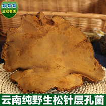 Authentic Yunnan wild pine needle Ganoderma lucidum whole branch pine needle fungus pine tree sanghuang Lingzhi wild Ganoderma lucidum 500g